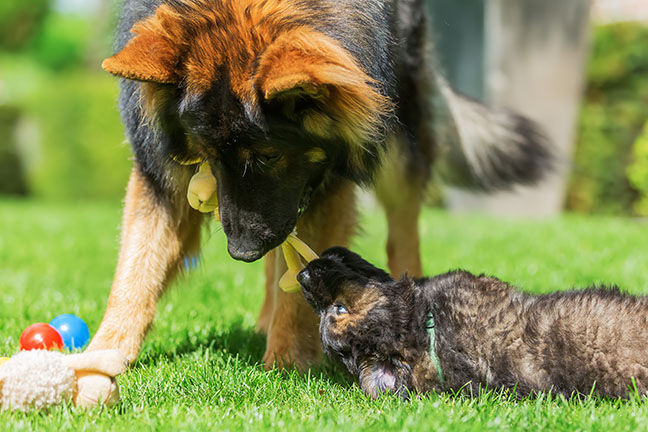 adult Old German Shepherd dog plays with a puppies on the lawn